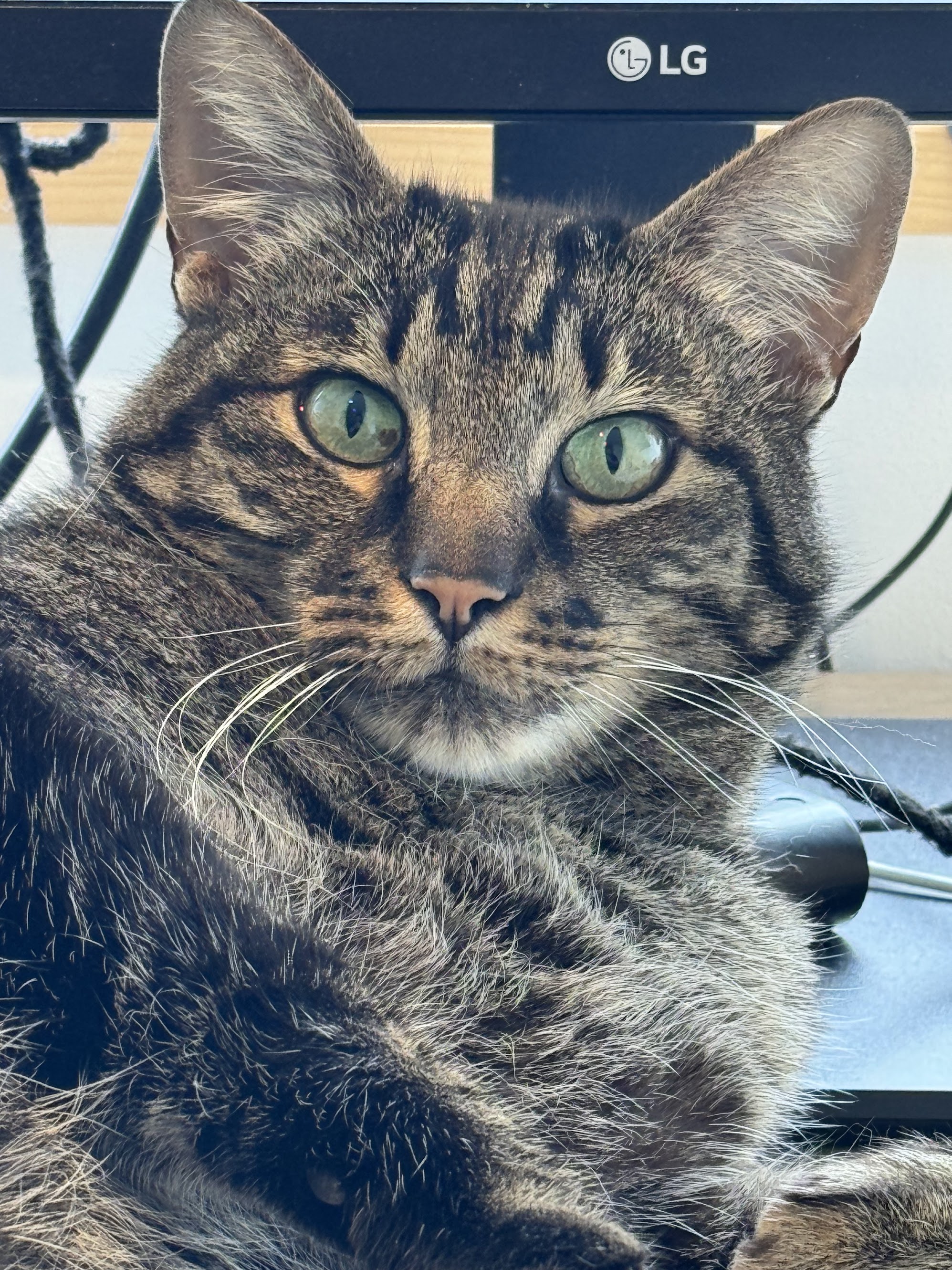 kat